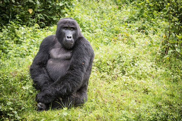 Naklejka premium Adult mountain gorilla sitting in rich vegetation in the Bwindi Impenetrable National Park in Uganda