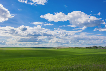 Fototapeta premium Desktop wallpaper. Background. Beautiful nature. Green field and blue sky with clouds.