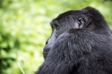 Close-up of a mountain gorilla in the Bwindi Impenetrable National Park in Uganda
