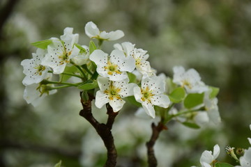 Obraz premium Birnbaumblüte, Blütezeit in Südtirol