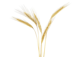 Fototapeta premium Ears of rye isolated on a white background