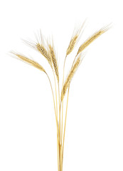 Fototapeta premium Spike of rye on a white background
