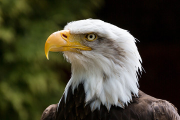 Close up of American Bald Eagle head