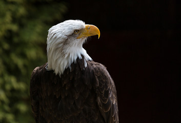 Close up of American Bald Eagle head