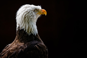 Close up of American Bald Eagle head