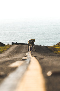 deer in road with oceon in background 