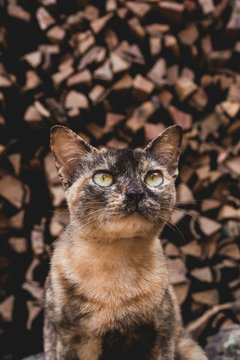Cat on firewoods