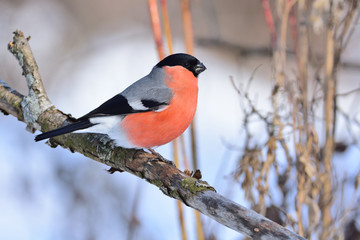Eurasian bullfinch sitting on a branch with flaking bark (against the background of dry grass).