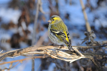 Eurasian siskin sits on a broken bush (against the background of dry grass).