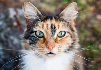 beautiful colorful cat with long mustache is looking up