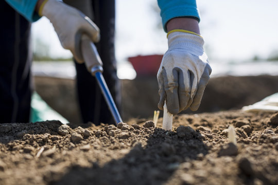 Harvesting process of fresh white asparagus - Powered by Adobe
