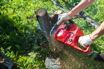 A man with a chainsaw is sawing a tree on a plot (cherry)