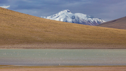 Altiplano landscape with snow covered volcano peak