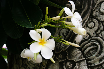 White Plumeria growing in front of some ruins in Thailand