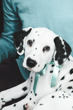 Adorable dalmatian puppy