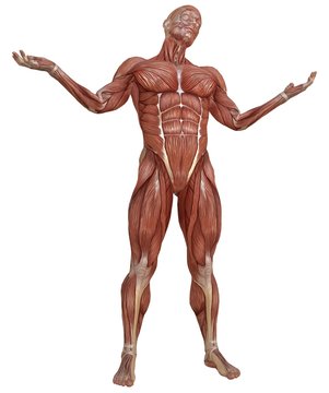 Male body without skin, anatomy and muscles 3d illustration isolated on white