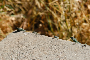 Four lizards looking over a walls edge in Madeira, Portugal