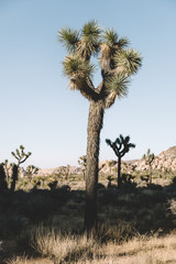 Joshua Tree