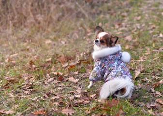 little doggie in clothes