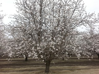 Almond Orchard Adventure