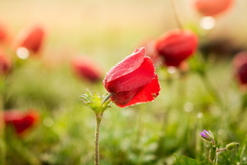Obraz premium Anemone Blooms