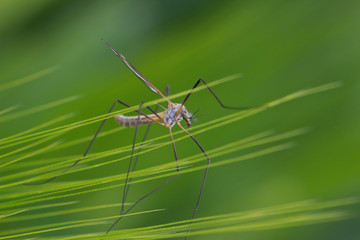 Closeup of a tiny mosquito sitting on a wheat plant