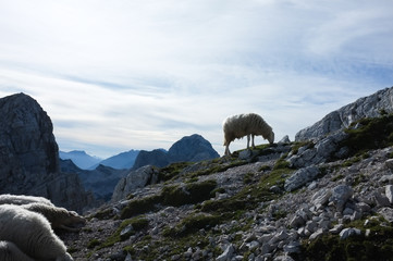 Grazing sheep on a high mountain in Italian alps