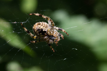 A garden spider in its net on a blurred green background from below