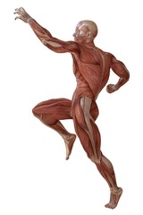 Male body without skin, anatomy and muscles 3d illustration isolated on white