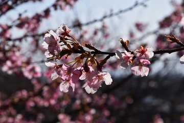 サクラの花