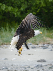 Bald Eagle on Approach