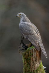 Regal goshawk with prey
