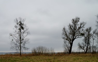 Obraz premium Ausflug an die Müritz mit Bäumen an der Küste