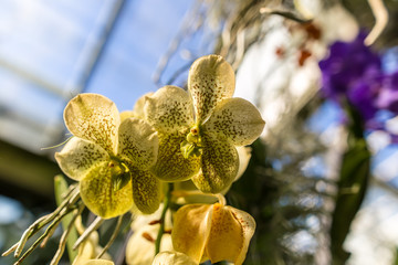 Orchid in the glasshouse of Kew gardens in London