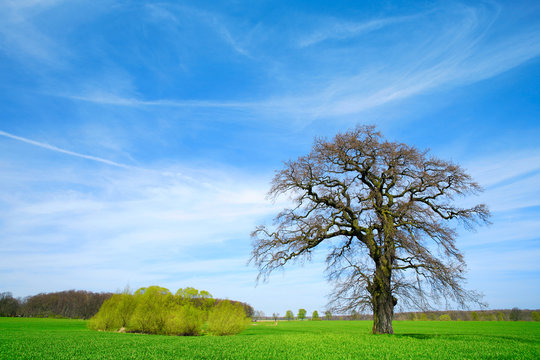 Alte knorrige Eiche, grünes Feld und blauer Himmel im Frühling