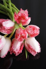 Fototapeta na wymiar tulip pink flowers on a black background