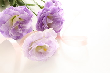 purple flower on white background 