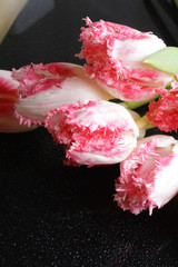 tulip pink flowers on a black background