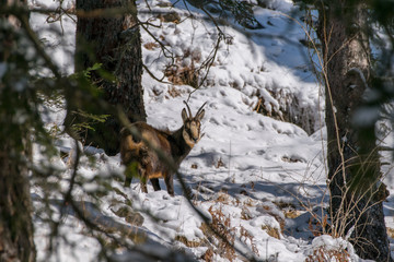Eine G&auml;mse in der freien Wildbahn.