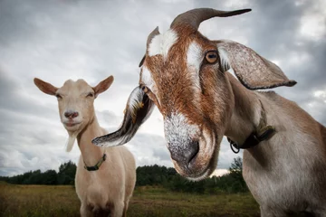 Fotobehang Two goats look at the camera © Linas T