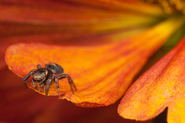 Jumping spider on the pollen petal and looking down