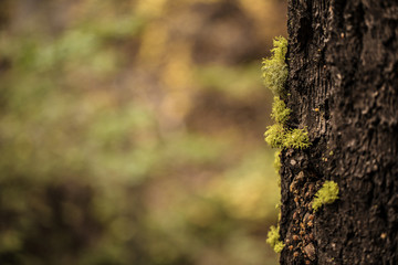Macro of moss growing on tree bark