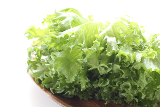 Freshness lettuce for healthy food ingredient image