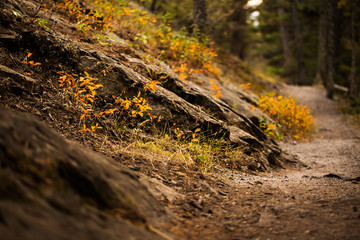 Naklejka premium Close up of mountain path in autumn