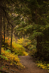 Fototapeta na wymiar Autumn forest path in the Rocky Mountains