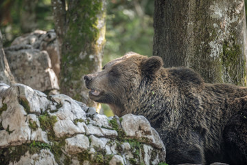 Obraz premium Slovenian bear out foraging in limestone boulders