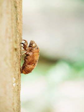cicada eclosion in wild