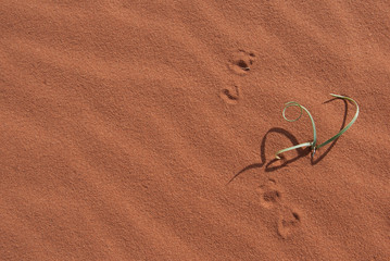 Fototapeta na wymiar Green plant growing in red desert sand with shadows and footprints