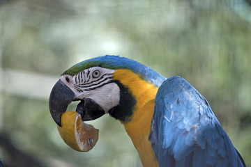 A blue and gold macaw