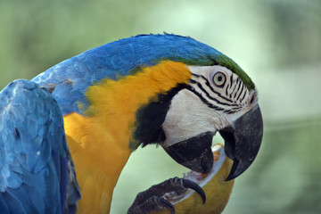 A blue and gold macaw